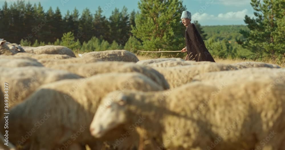 Shepherd in a burka and papakha grazes a flock of sheep. Raising livestock, sheep on pasture. 4k, 10bit, ProRes Shepherd in a burka and papakha grazes a flock of sheep. Raising livestock, sheep on pasture. 4k, 10bit, ProRes