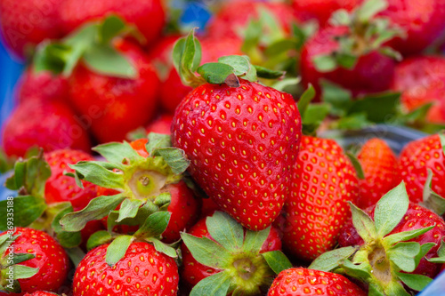 Freshly harvested Red Strawberries, Juicy Strawberries directly above