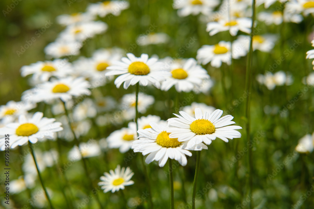 White daisies on a green meadow