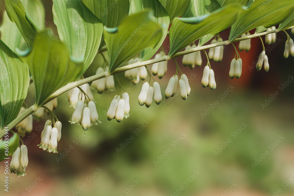 Polygonatum, also known as King Solomon's-seal or Solomon's seal. The family Asparagaceae, subfamily Nolinoideae. White forest or garden flowers in bloom. Lots of small white flowers in a row. Polygonatum, also known as King Solomon's-seal or Solomon's seal. The family Asparagaceae, subfamily Nolinoideae. White forest or garden flowers in bloom. Lots of small white flowers in a row.
