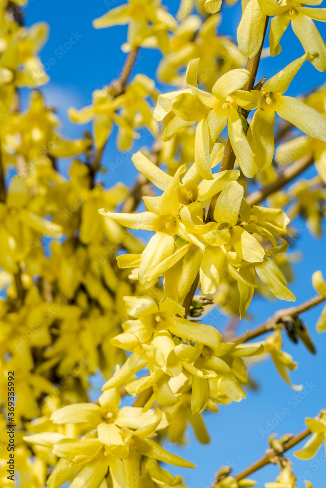 Obraz premium Korean Forsythia (Forsythia ovata) in garden