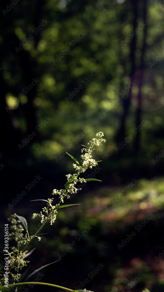 Cannabis branch in the misty haze of morning dawn.Blurred background, textured sheet. Cannabis branch in the misty haze of morning dawn.Blurred background, textured sheet.