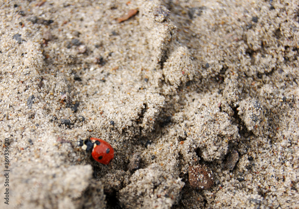 ladybug crawling in the sand.