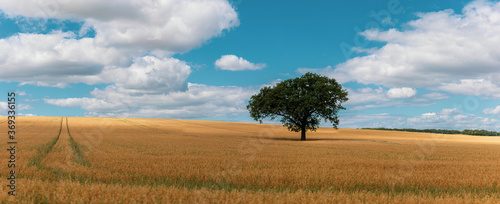Tree in field of crops
