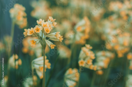Canvas Print Yellow flowers Primula veris