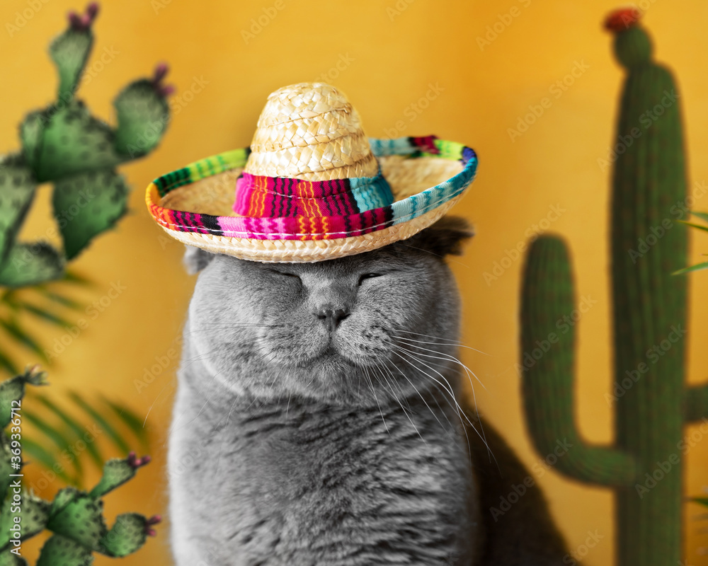 Funny deals gray cat