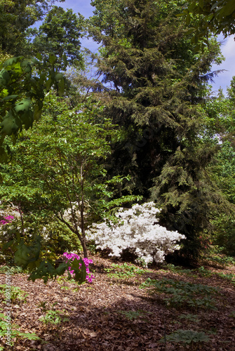 Fototapeta Naklejka Na Ścianę i Meble -  Rhododendron Hybrid Cultivar (Rhododendron hybridum) in arboretum, Washington DC, USA