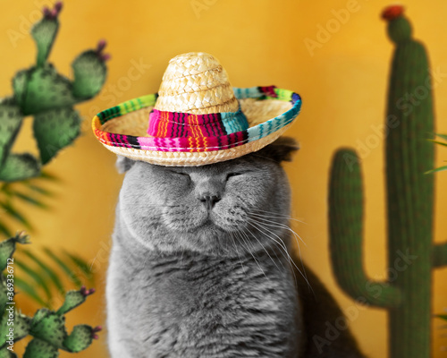 Funny gray cat in a Mexican sambrerro hat on his head. The cat's muzzle is sweet. In the background yellow background green cacti. Funny pets. Scottish Fold cat. Traveling with a pet. Clothes for cats photo