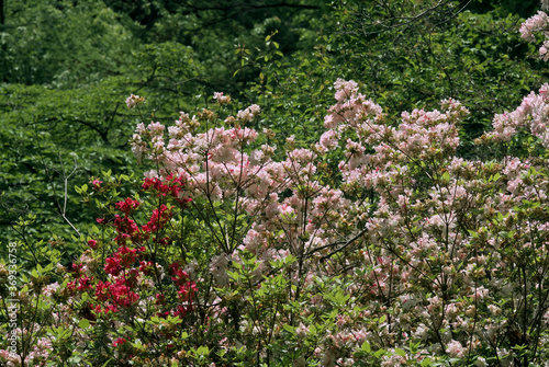 Wallpaper Mural Rhododendron Hybrid Cultivar (Rhododendron hybridum) in arboretum, Washington DC, USA Torontodigital.ca