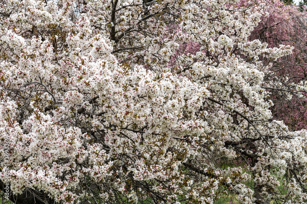 Japanese Flowering Cherry (Prunus ‘Berry’ Cascade Snow') Japanese Flowering Cherry (Prunus ‘Berry’ Cascade Snow')