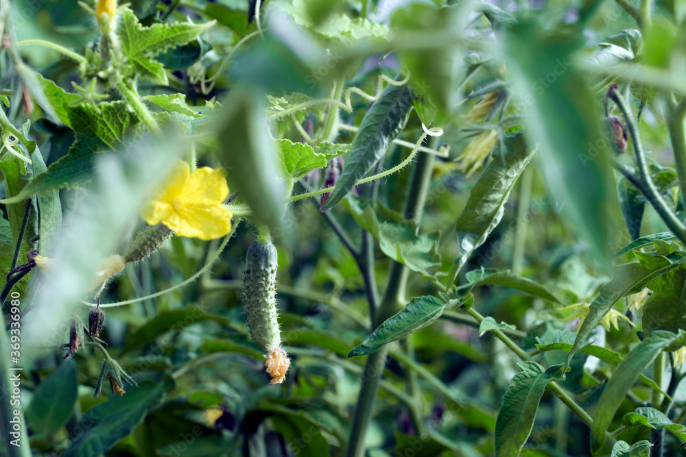 growing cucumbers in a greenhouse. Flowering cucumbers growing cucumbers in a greenhouse. Flowering cucumbers