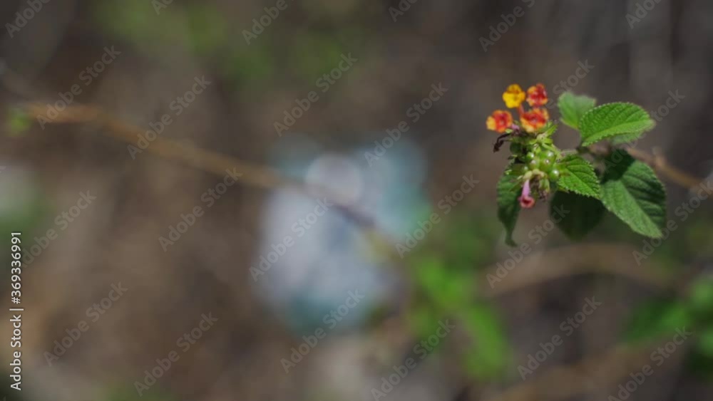 Flower in the Wild and a Discarded Empty Bag of Chips Left on the Forest Floor Flower in the Wild and a Discarded Empty Bag of Chips Left on the Forest Floor