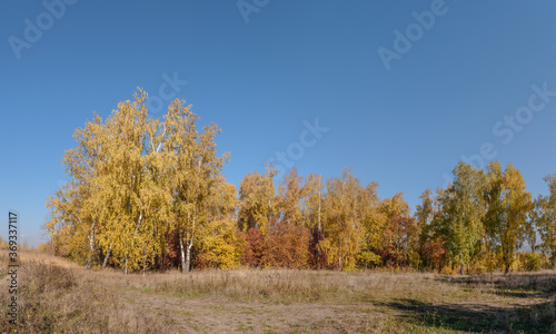Golden fall. Silver Birch  Betula pendula  in deciduous forest in Central Russia