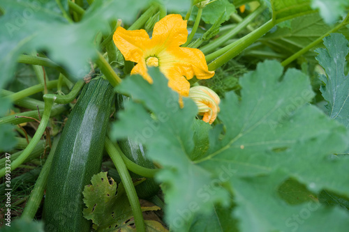 Growing zucchini in the summer. Blooming vegetable.