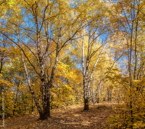 Golden fall. Silver Birch (Betula pendula) in deciduous forest in Central Russia © Nick Taurus