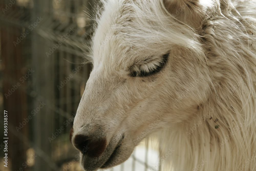 Head of young smiling goat