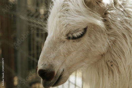 Head of young smiling goat © Raisa Kanareva