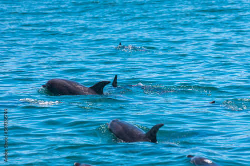 Pod of Dolphins in Bay of Islands, New Zealand