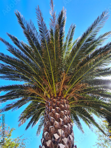 Palm Tree