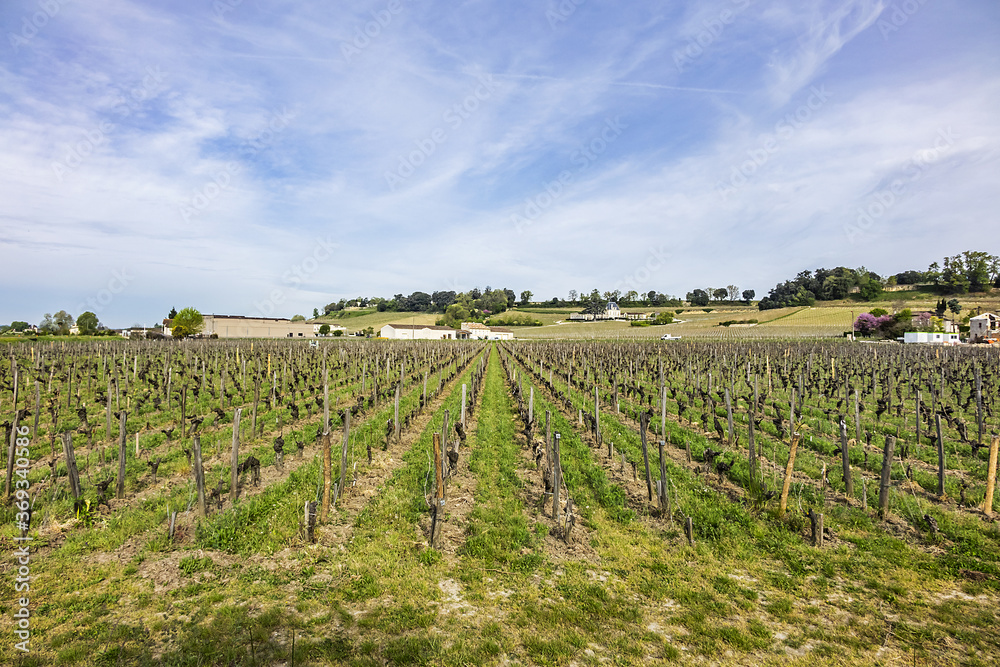 Famous Vineyard of Saint-Emilion. This vineyard make up the first vineyards in the world to award the title of 'Cultural Landscape' by UNESCO. Saint-Emilion, Gironde, Aquitaine, France, Europe.