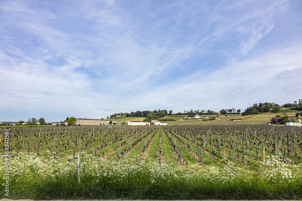 Fototapeta premium Famous Vineyard of Saint-Emilion. This vineyard make up the first vineyards in the world to award the title of 'Cultural Landscape' by UNESCO. Saint-Emilion, Gironde, Aquitaine, France, Europe.