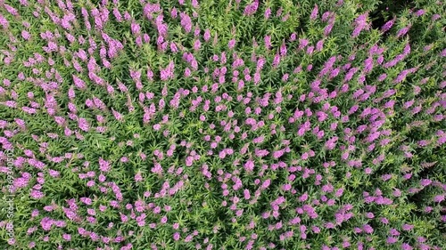 Drone flight over fireweed fields