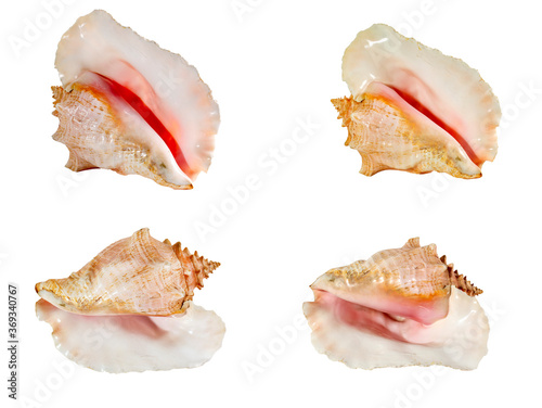 Set of Sea shell isolated on a white background. Beautiful seashell