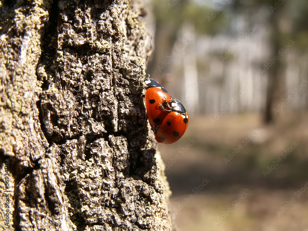 Two ladybugs breed multiply on a tree bark. Two red bugs Two ladybugs breed multiply on a tree bark. Two red bugs