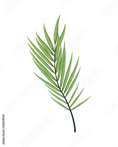 tropical leaf palm nature icon