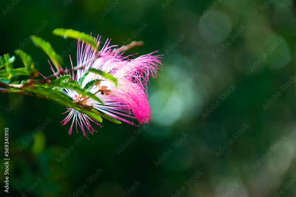 Wild rose flower