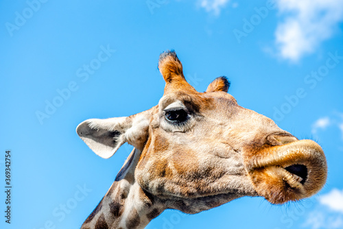 Portrait curious giraffe head licking (Giraffa camelopardalis) tongue out on blue sky background. Cute giraffe face head looking & licking. Giraffe licking with tongue - head shot - wildlife animal.