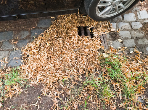 Gully ist verstopft durch die Blütenblätter von einer Linde