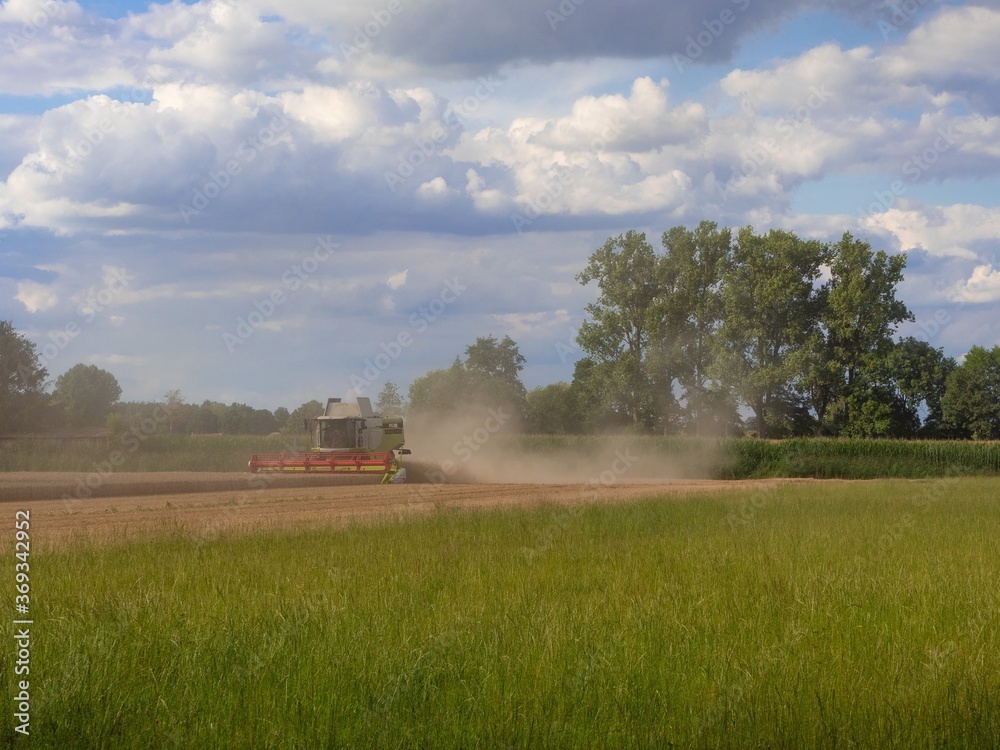 Fototapeta premium combine harvester working on a field