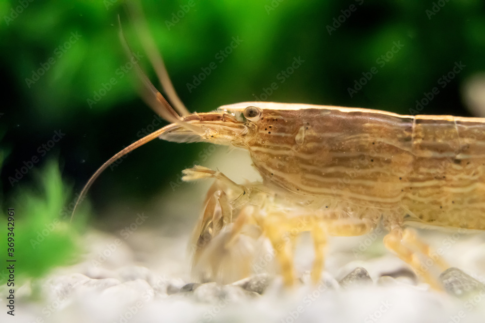 Macro shot of Freshwater Bamboo Shrimp. Atyopsis moluccensis. Macro shot of Freshwater Bamboo Shrimp. Atyopsis moluccensis.