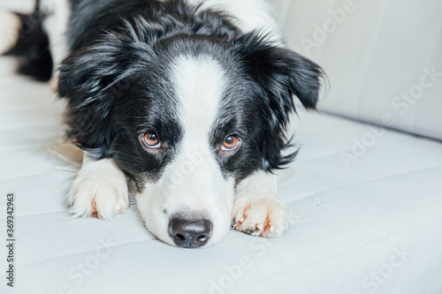 Funny portrait of cute smiling puppy dog border collie on couch indoors. New lovely member of family little dog at home gazing and waiting. Pet care and animals concept. © Юлия Завалишина
