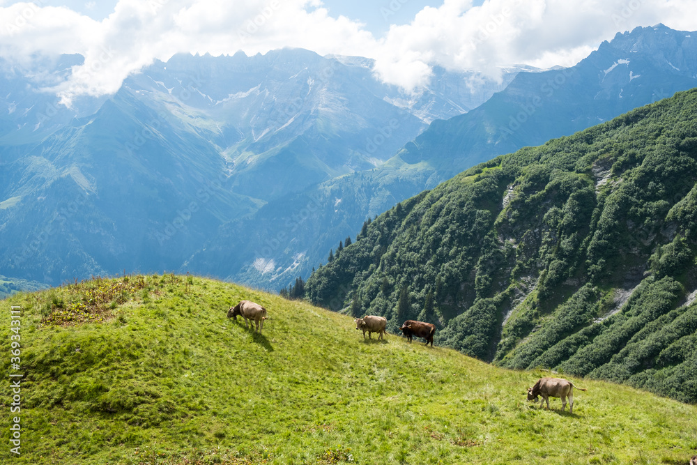 Some cows in Braunwald / Switzerland in front of the alps in Glarus