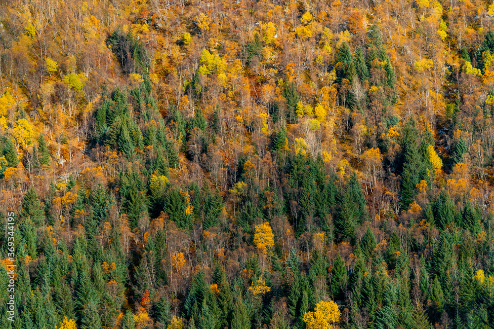 Lofoten - Herbstwald Lofoten - Herbstwald