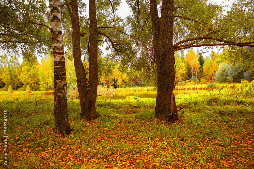 Autumn natural background. A small pond in the forest. Autumn grove in yellow foliage. Autumn natural background. A small pond in the forest. Autumn grove in yellow foliage.