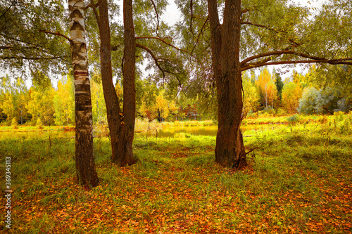 Autumn natural background. A small pond in the forest. Autumn grove in yellow foliage.