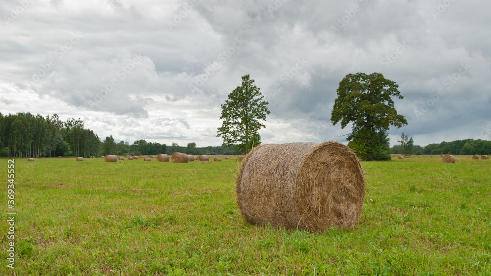 Fototapeta premium a round sheaf of hay on a summer field, in the background a forest and gray clouds