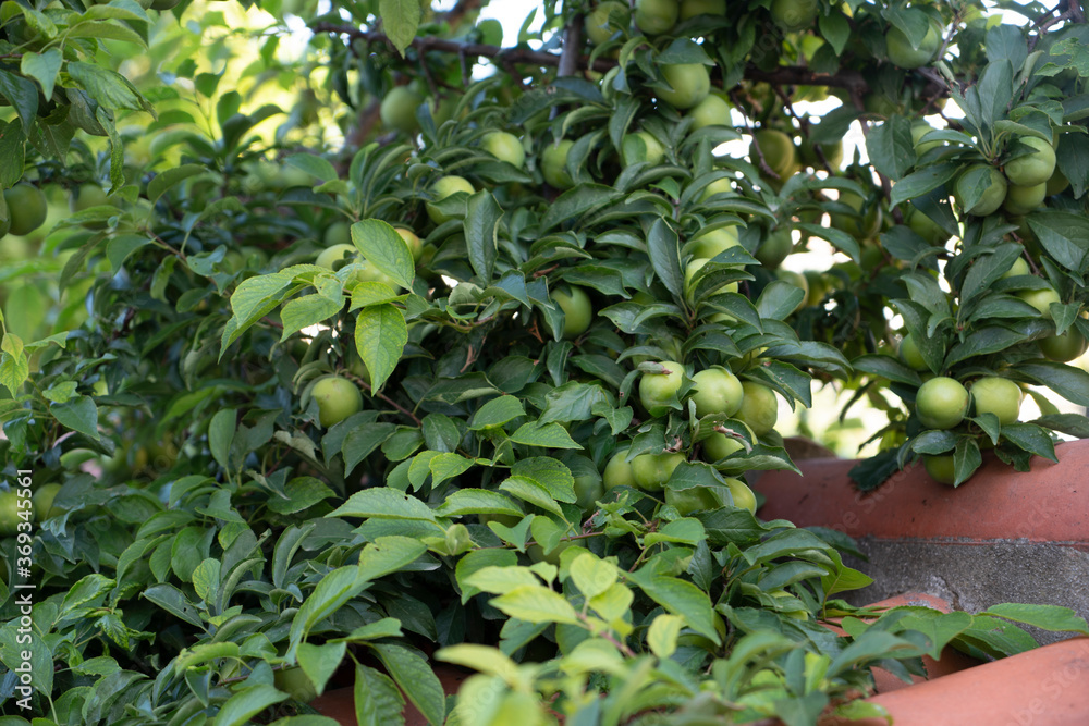Green unripe plums on the plum tree