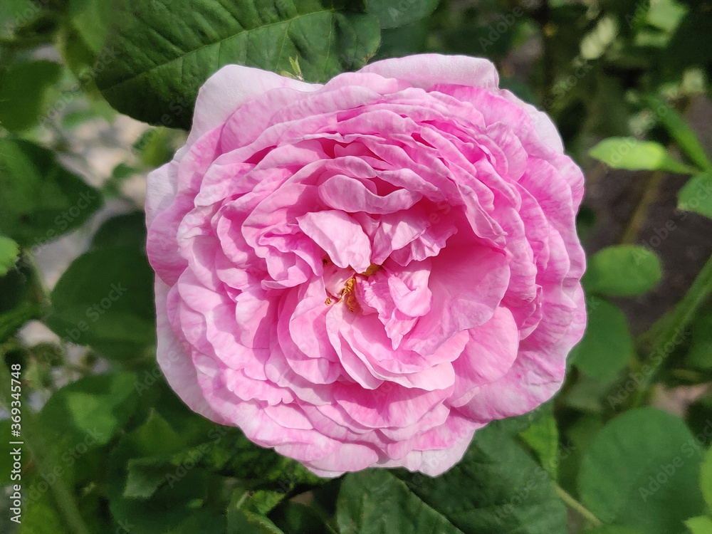Obraz premium Rose pink