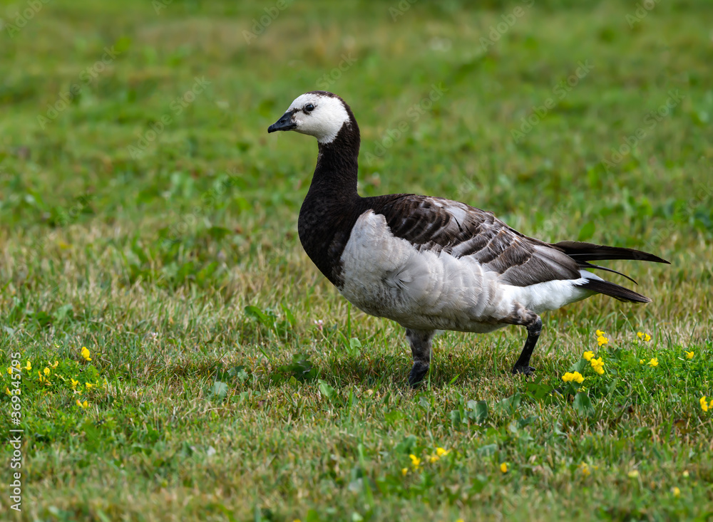 Barnacle Goose Foraging on Grass Field Barnacle Goose Foraging on Grass Field