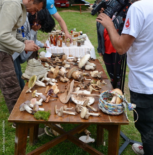  Mushroom determination at a mushroom meeting. Mushroom lovers attend a mushroom knowledge class. 