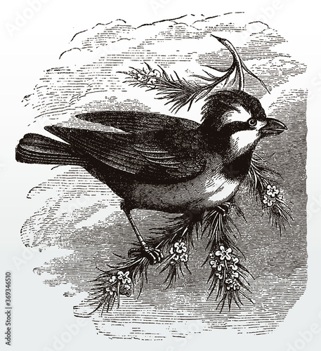 Striated pardalote, pardalotus striatus in side view sitting on a branch, after an antique illustration from the 19th century