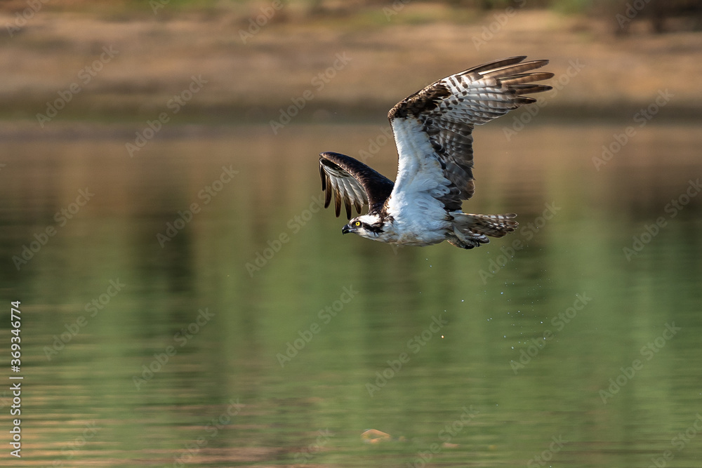 Osprey flying in-flight.