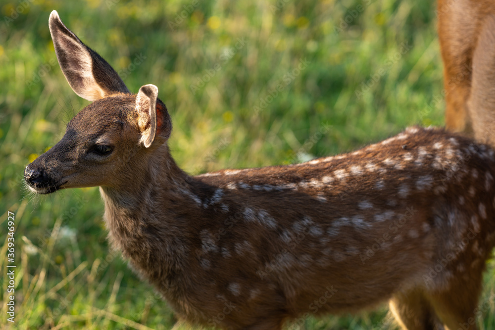 White-tailed deer fawn, baby animal. White-tailed deer fawn, baby animal.
