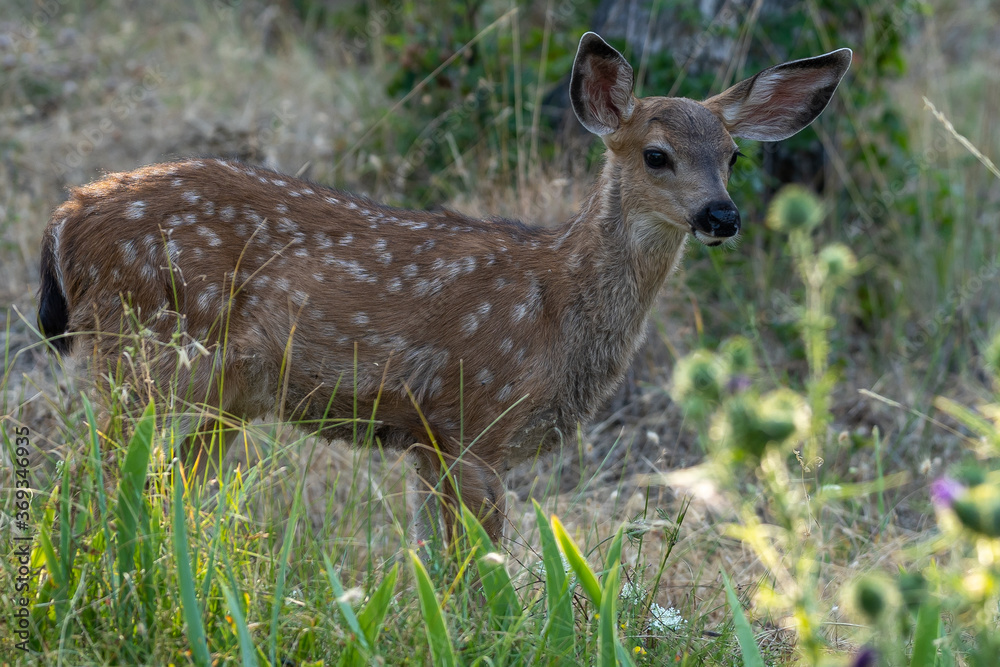 White-tailed deer fawn, baby animal.
