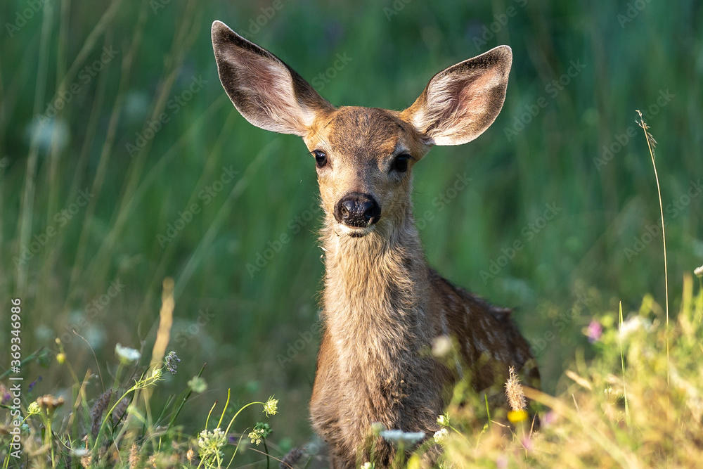 White-tailed deer fawn, baby animal. White-tailed deer fawn, baby animal.
