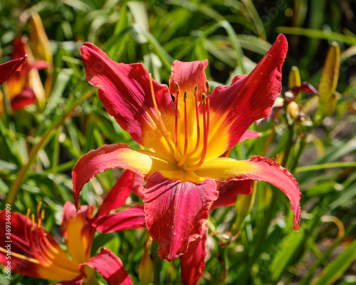 Bicolor red and yellow Day lily (hemerocallis Hybrida) in full summer bloom